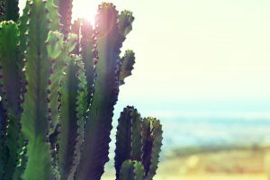 Picture is of a cactus with the beach in the background and a setting sun