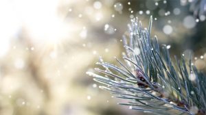 Image is of pine needles on a branch with snow falling
